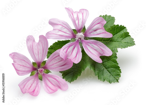 Bilde på lerret Mallow flowers