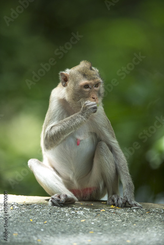 Wild monkeys are eating food © chamnan phanthong