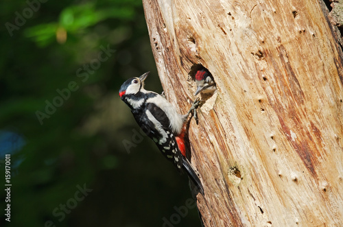 Buntspecht (Dendrocopos Major) photo