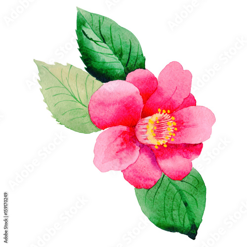 Wildflower Camellia Japanese flower in a watercolor style isolated.