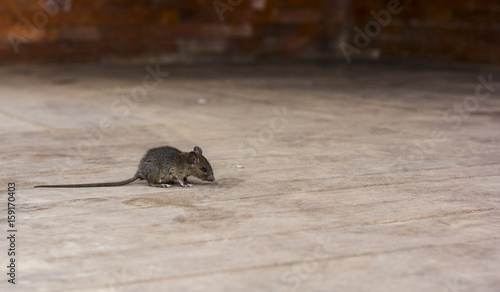 alerted house rat on the wooden floor with copy space