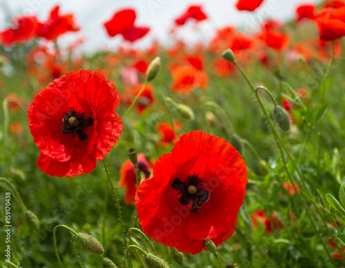 Field red poppies grow on the slope along the road