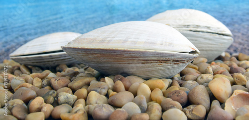 Papier peint Sea cockleshells are formed of limestone
