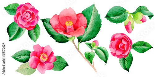 Wildflower Camellia Japanese flower in a watercolor style isolated.