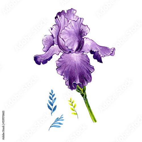 Wildflower iris flower in a watercolor style isolated.