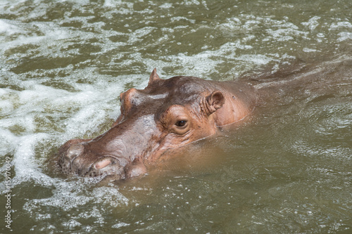 Hippopotamus © lertsakwiman