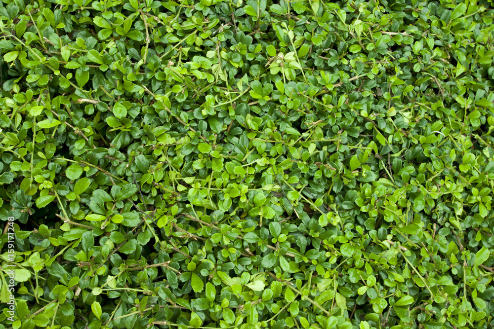 Top green leaf on the tree in garden. Top green leaf on the tree in garden.