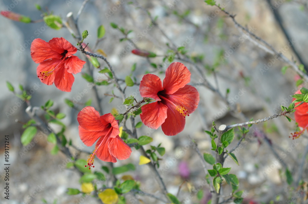 Fototapeta premium Mohnblüten