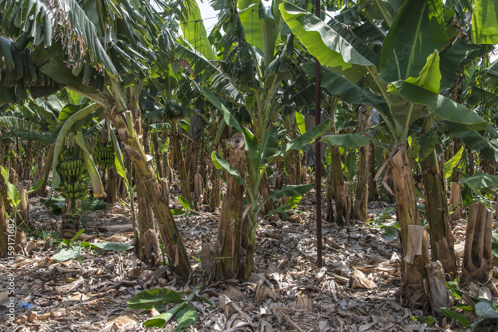 Banana plantation