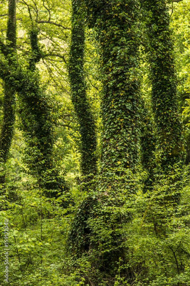 Green forest Green forest