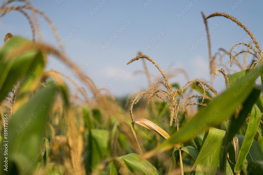 Fototapeta premium Corn field on a clear day.