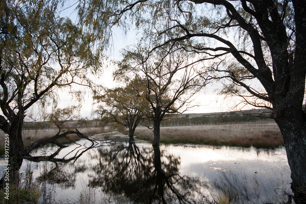 willow trees in the eastern free state south africa willow trees in the eastern free state south africa