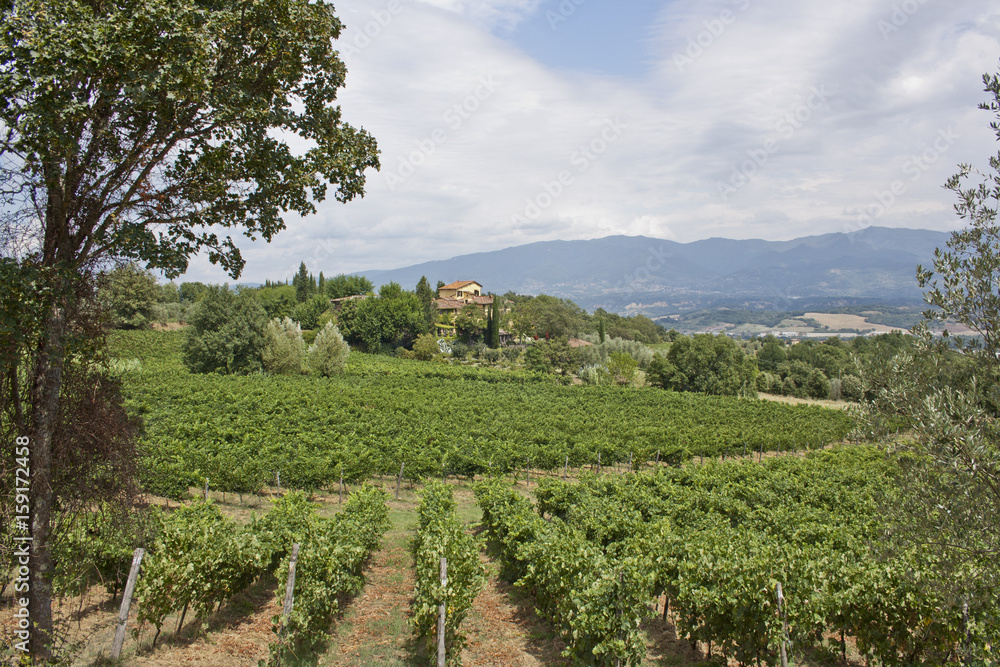 Weinberge und Olivenhaine in der Toskana