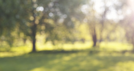 Leinwandbilder Khaki blur of apple garden in sunny day with lens flare, wide photo  © GCapture