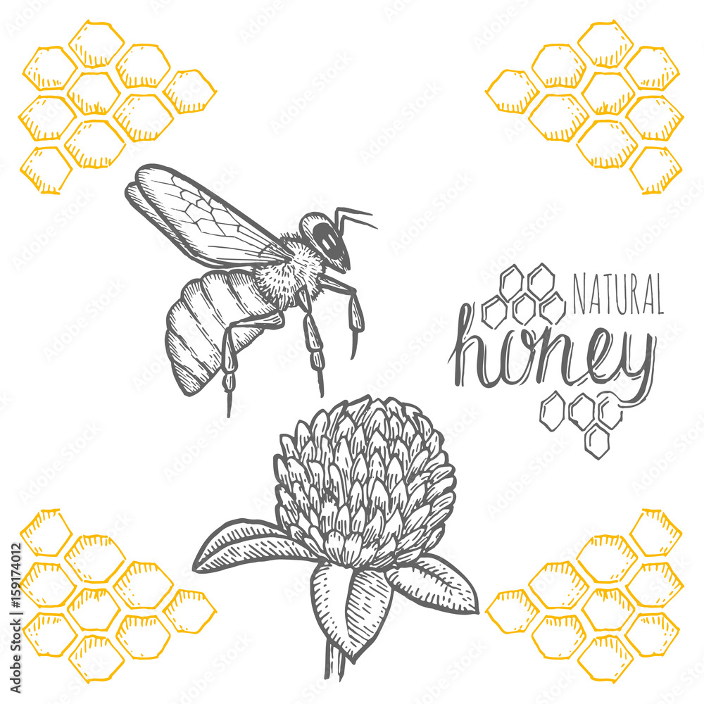 Hand drawn bee and clover over white background Stock Vector | Adobe Stock