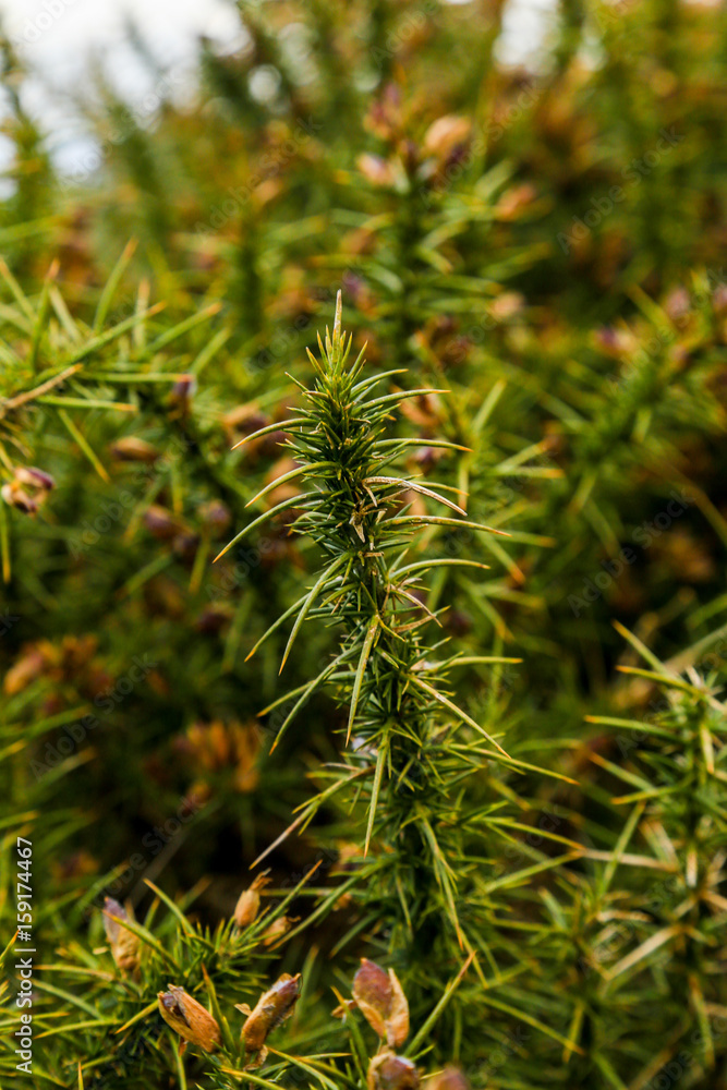 Green Plant Green Plant