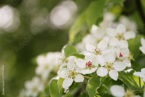 closeup of white apple flowers blossom in late spring, shallow focus