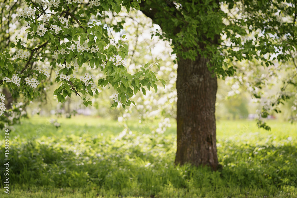 Fototapeta premium white apple flowers blossom in late spring, shallow focus