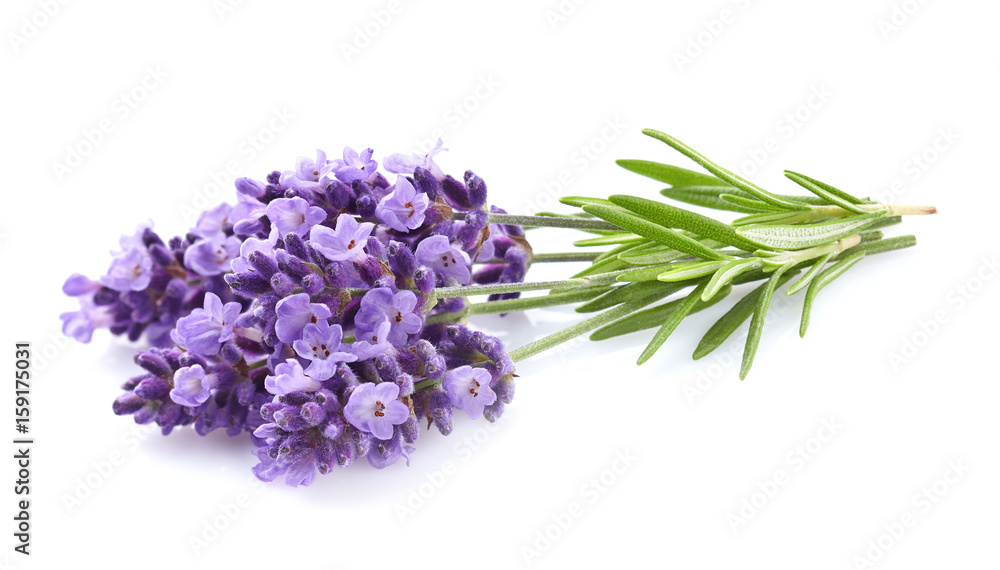 Obraz premium Lavender with leaves