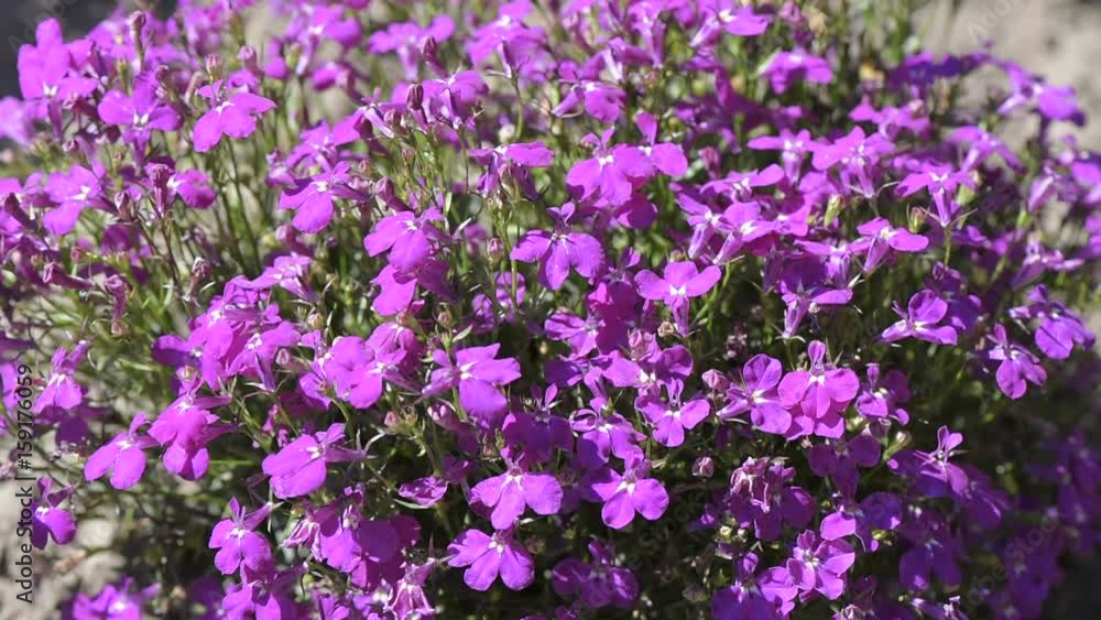 Natural composition with garden plants on a summer day in a garden close up of a video footage Natural composition with garden plants on a summer day in a garden close up of a video footage