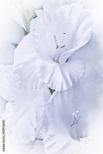 white gladiola gladiolus lily in macro style full frame like a romantic backgriund 