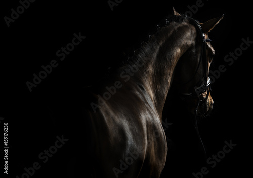 Fototapet Elegant sport horse