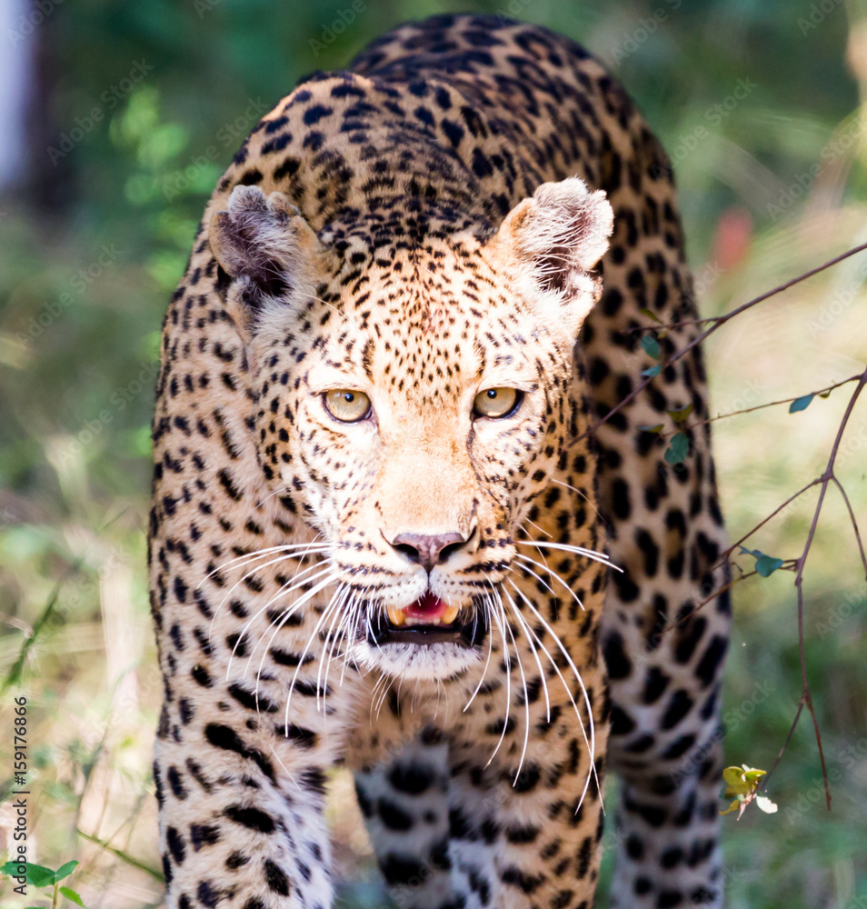 Leopard emerging from the bush, Kruger National Park Leopard emerging from the bush, Kruger National Park