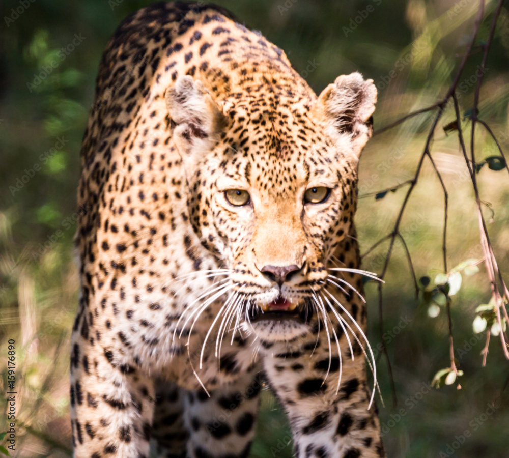 Fototapeta premium Leopard on the prowl