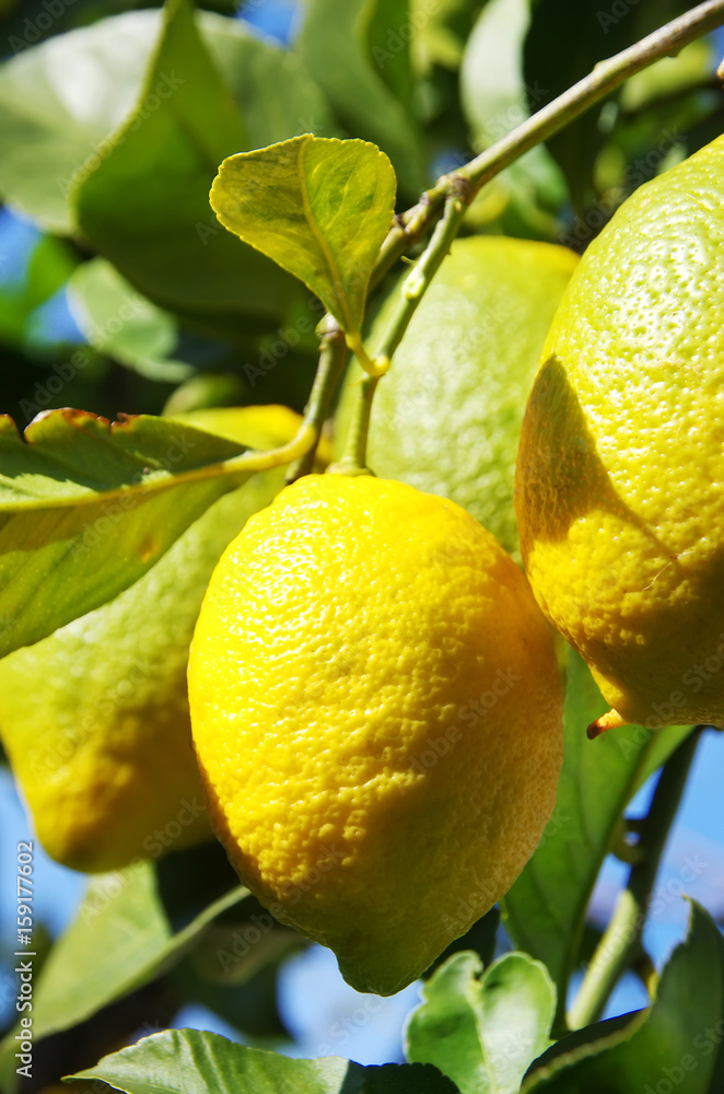 yellow lemons hanging on branch