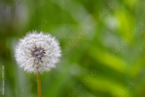 Dandelion seed head with green background