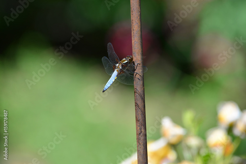 Blaue Plattbauch Libelle an Stange seitlich photo