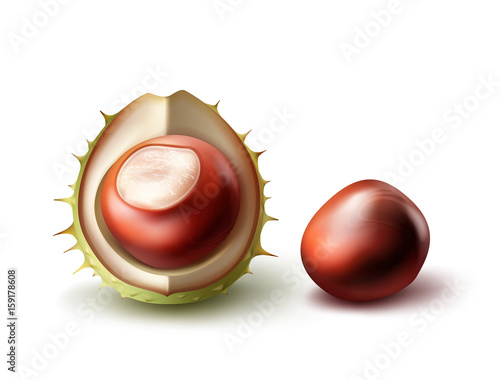 Two horse chestnuts