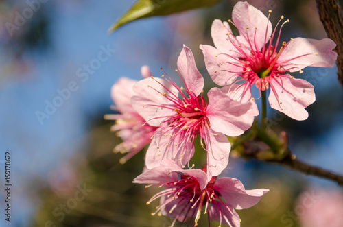 Cherry Blossom at Chiang Mai,Thailand photo