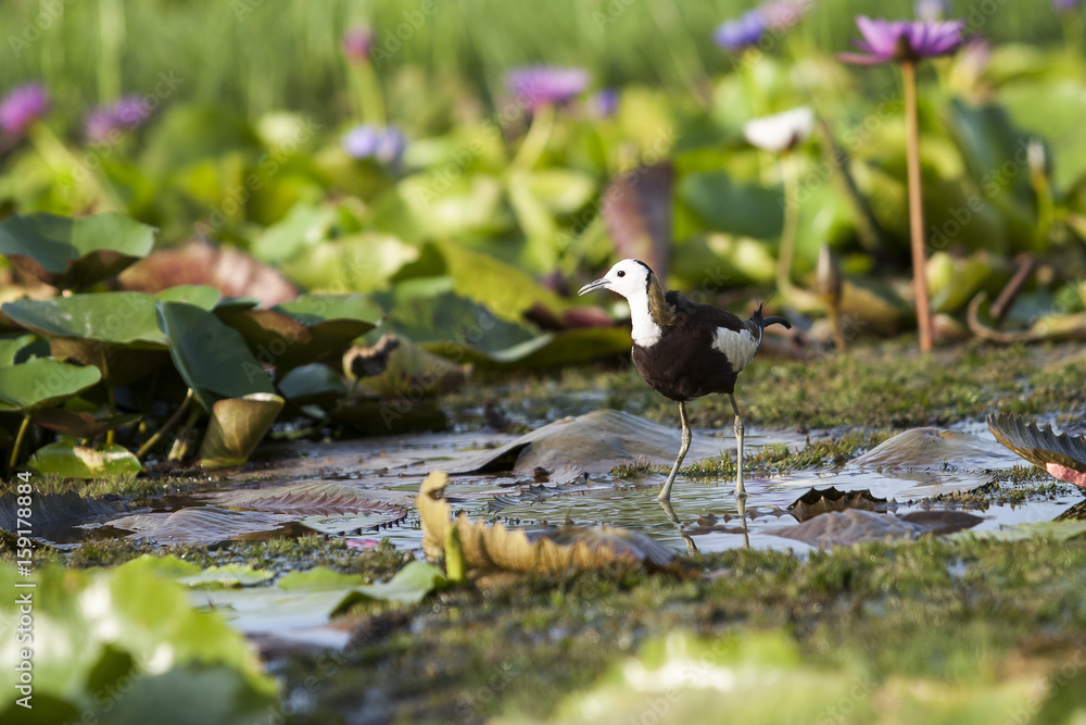 Pheasant-tailed Jacana(Hydrophasianus chirurgus), beautiful bird Standing on lotus leaf in nature Pheasant-tailed Jacana(Hydrophasianus chirurgus), beautiful bird Standing on lotus leaf in nature