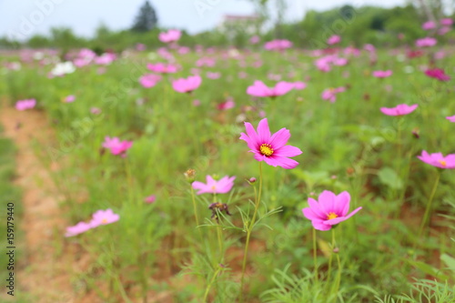 Cosmos bipinnatus