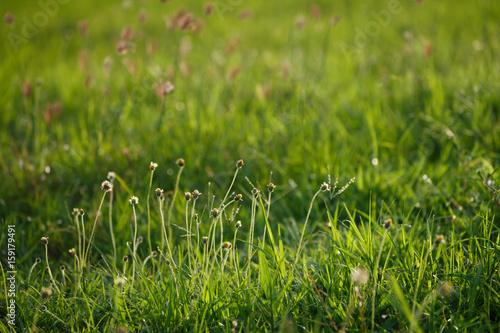 green grass flower field