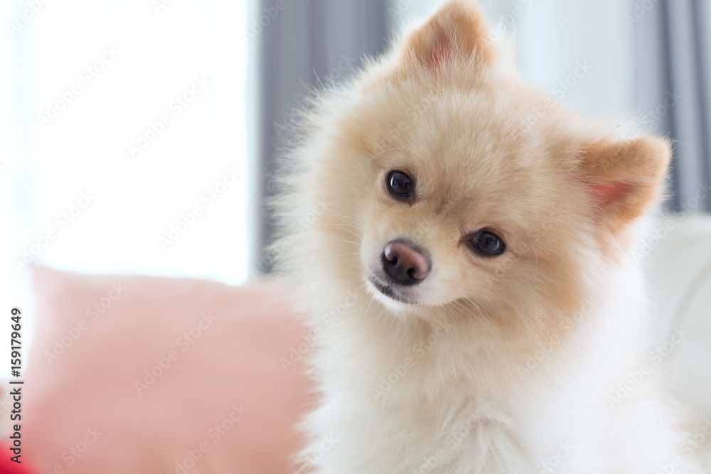 question face of pomeranian dog question face of pomeranian dog