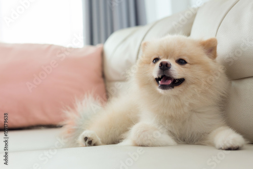 Fototapeta Naklejka Na Ścianę i Meble -  pomeranian dog cute pet happy smile in home