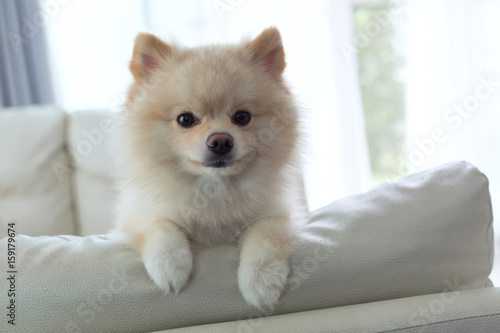 Fototapeta Naklejka Na Ścianę i Meble -  pomeranian dog cute pet happy smile in home