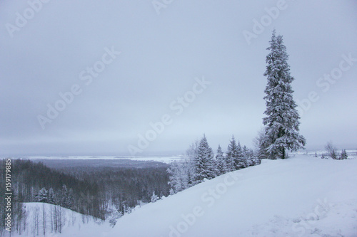 Lonely spruce at the top of mountain in snow