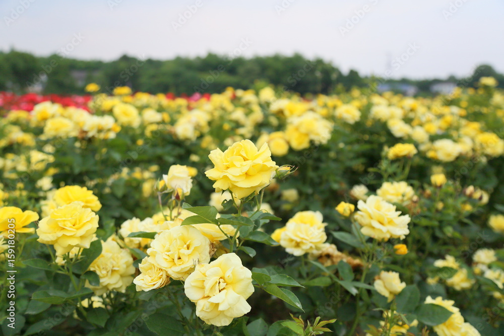 Obraz premium rose garden