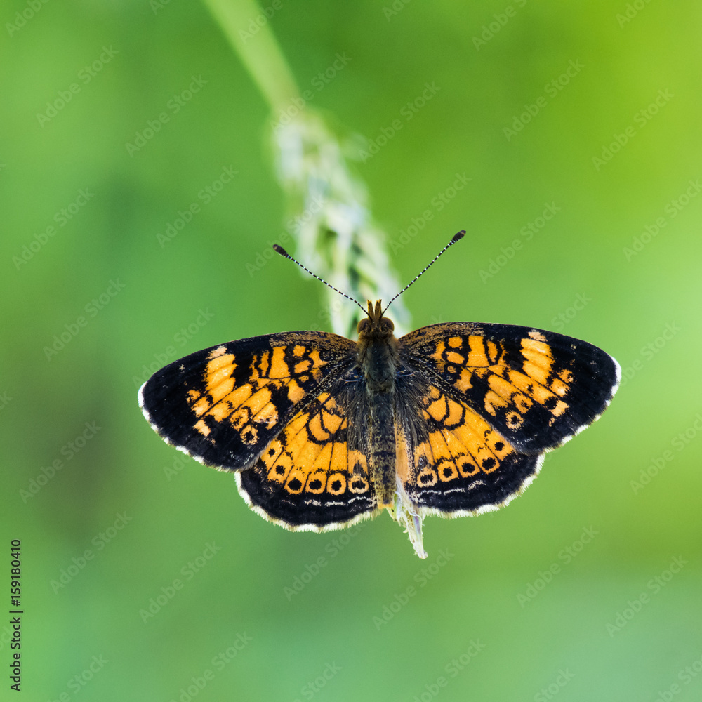 Tiny Orange Butterfly Tiny Orange Butterfly