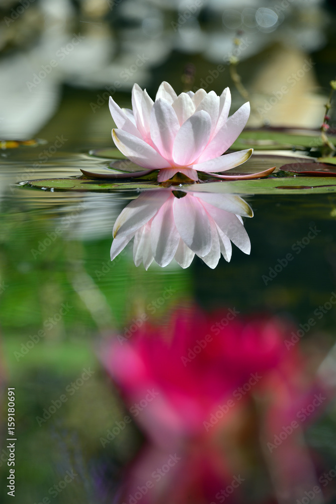 Weiße Seerose im Teich