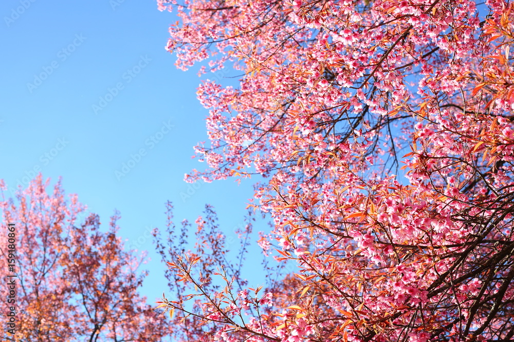 Beautiful pink cherry blossom flower blooming with clear blue sky background