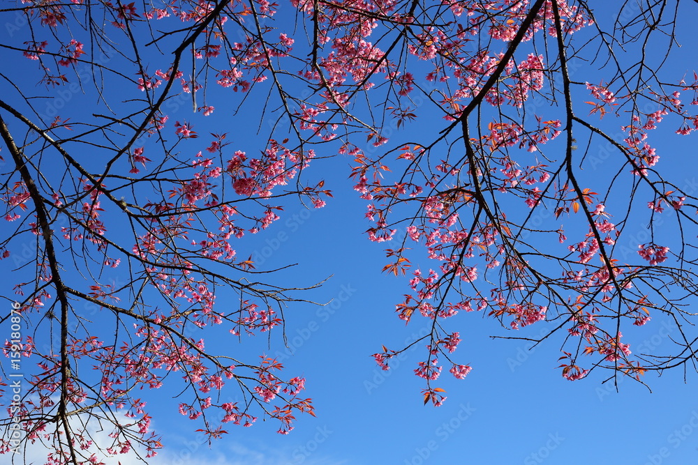 Beautiful pink cherry blossom flower blooming with clear blue sky background