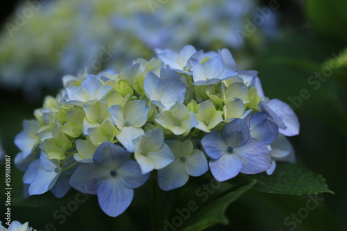 梅雨時の風物詩　紫陽花の花 © narautsu