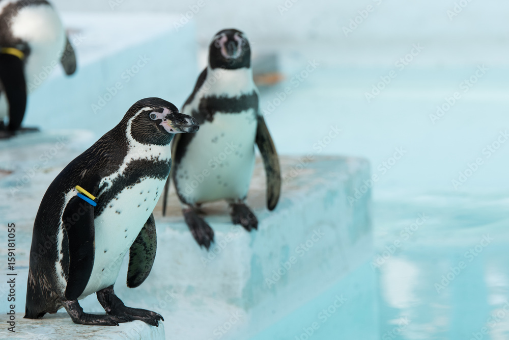 Naklejka premium ペンギン