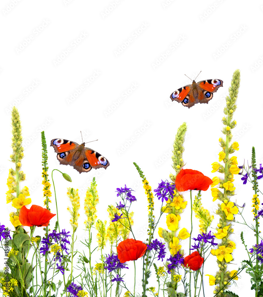 Wildflowers: Linaria vulgaris, Agrimonia eupatoria, Red poppies, Barbarea vulgaris, Consolida, Verbascum thapsus and butterflies peacock on a white background. Top view, flat lay