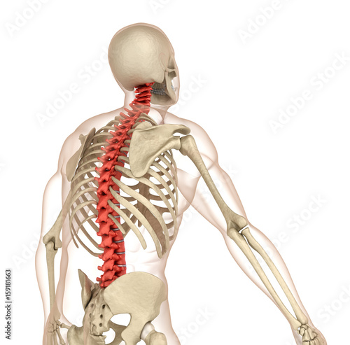 Spinal anatomy. Medically accurate 3D illustration photo