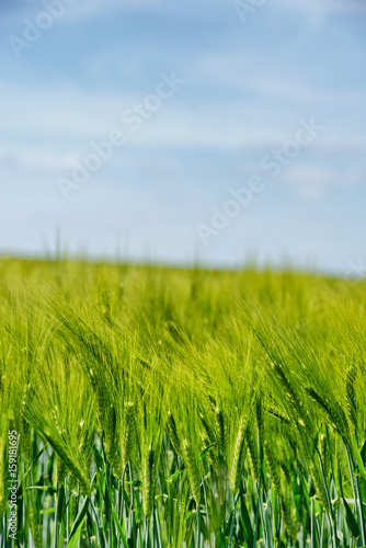 Green cornfield/summer